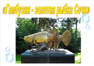 Проект «Гамбузия – золотая рыбка Сочи» продолжается